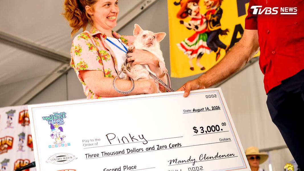 白化吉娃娃與博美混血犬「Pinky」獲得亞軍。(圖/達志影像美聯社)