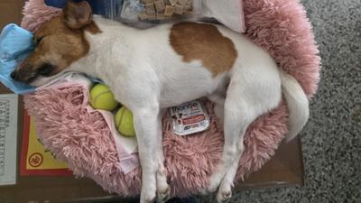 搜救犬Wilson死因成謎 花蓮消防局公布水化結果:無虐待跡象