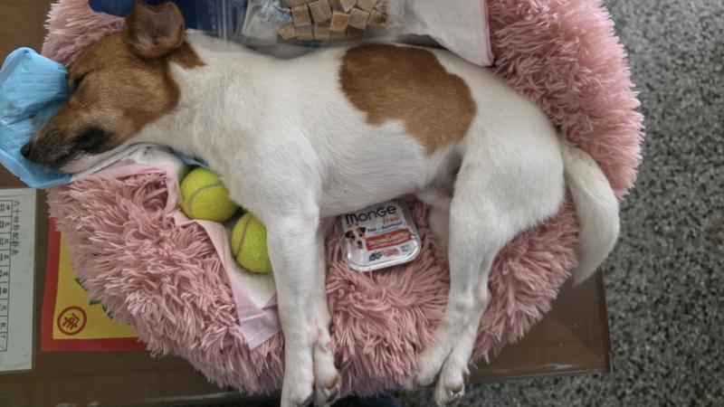 搜救犬Wilson死因成謎 花蓮消防局公布水化結果:無虐待跡象