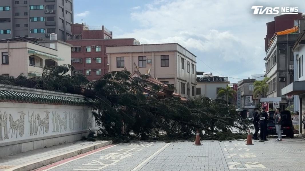 南洋杉壓到停在路旁的黑色轎車。(圖/程子奕攝)