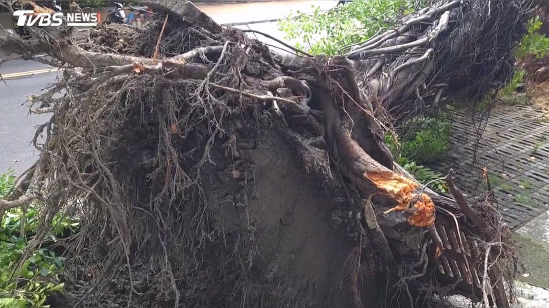 大雨後路樹突倒塌!台中2警清樹枝遭壓 「來不及反應」驚險畫面曝(圖/TVBS)
