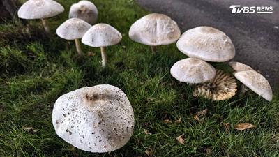 高雄連日大雨「菇島」又冒出!毒菇比手掌還大 市府連夜急打菇