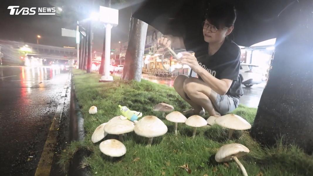 高雄連日大雨分隔島「長出巨菇」,民眾搶拍,專家警告:有毒別碰。(圖/TVBS)