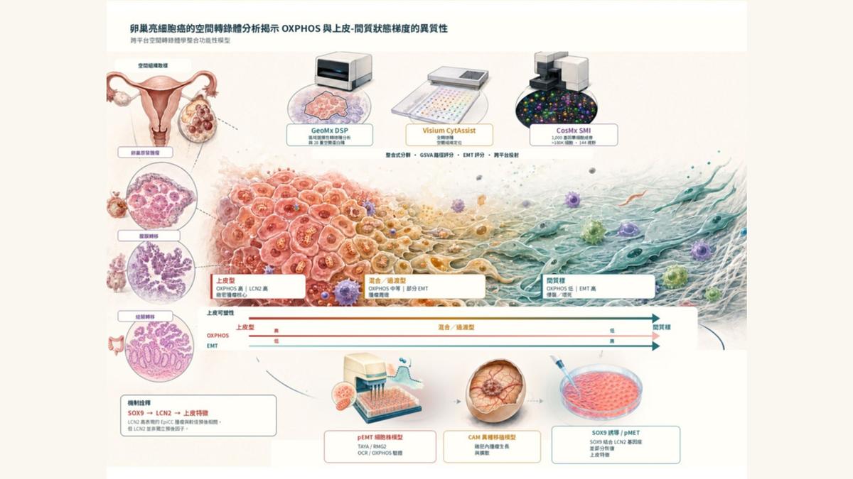 卵巢癌治療大突破!台大團隊繪製全球首個「亮細胞癌空間圖譜」