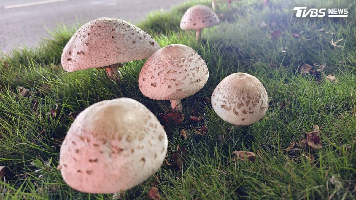 雨後野菇別亂吃!朋友採來送 高雄一家3口上吐下瀉全送醫