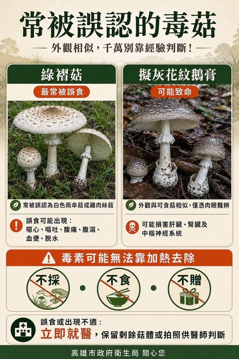 綠褶菇為有毒菇類,衛生局提醒民眾切勿亂吃以免中毒。(圖/高雄市衛生局)