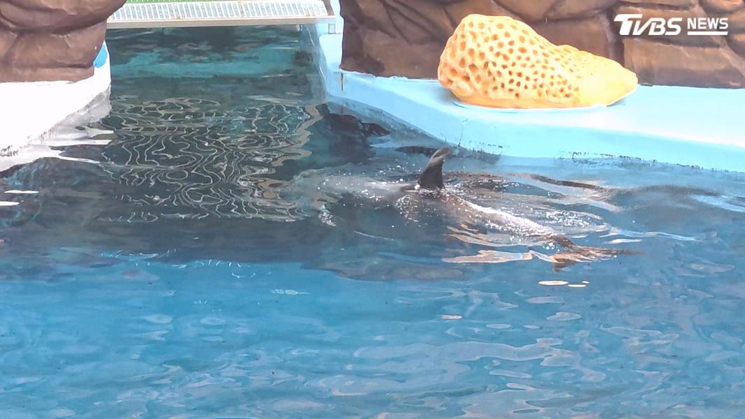 (圖/TVBS)