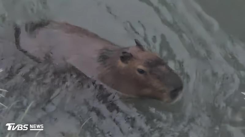 台中大甲溪「卡皮巴拉」出沒!網友驚呼游泳太可愛 動保處回應了