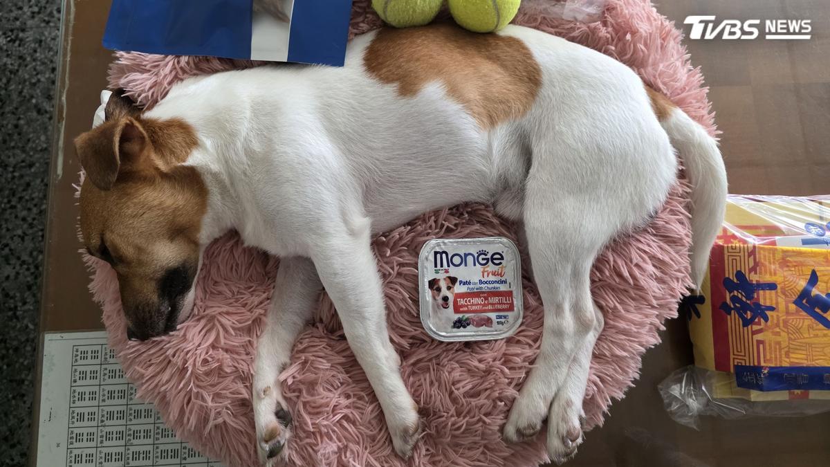 意外還是人為?搜救犬Wilson死因陷羅生門 花檢出手了