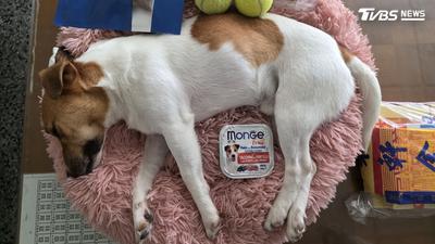 意外還是人為?搜救犬Wilson死因陷羅生門 花檢出手了
