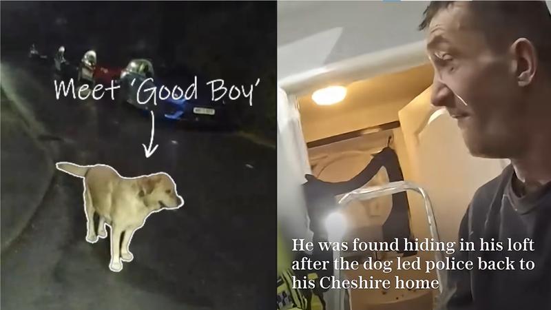 毒蟲遇英警臨檢丟包愛犬!汪星人「大義滅親」帶警回家抓人