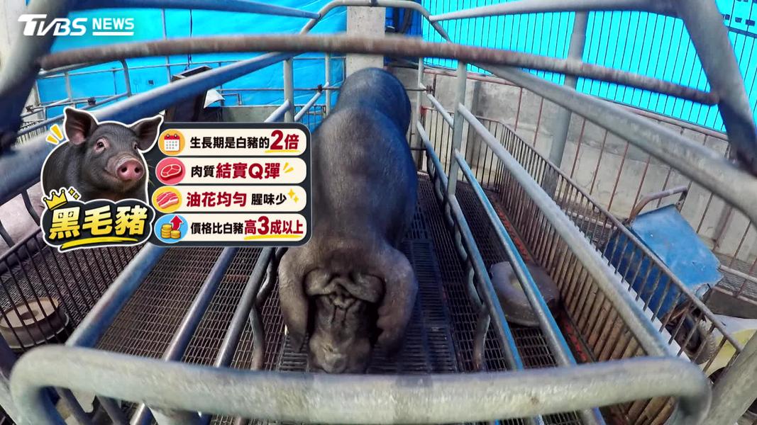 為防範非洲豬瘟,政府宣布自明年元旦起全面禁止廚餘養豬。(圖/TVBS)