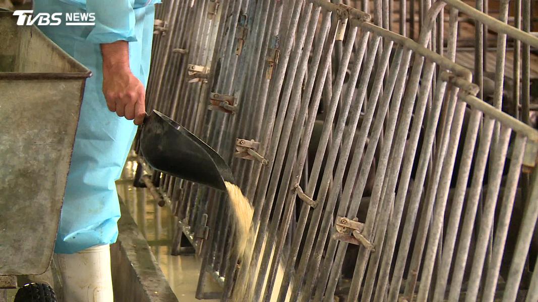 國內黑豬大多以廚餘飼養,未來改吃飼料是否影響豬肉風味,引發餐廳業者關注。(圖/TVBS)