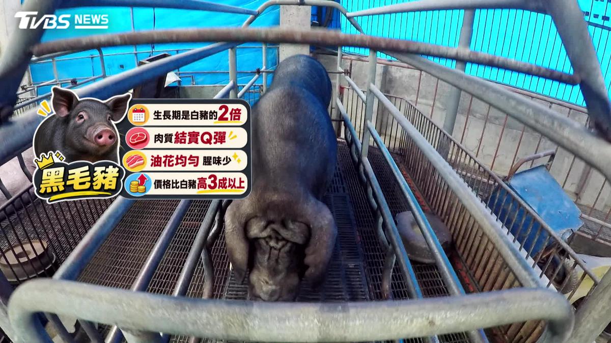 禁廚餘養豬明年上路!憂本土黑豬風味恐改變