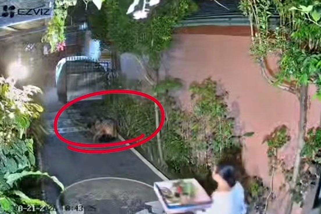 屋主撞見大喊「住手」慘遭無視(圖/翻攝自Facebook@InfoSeputaranBali)