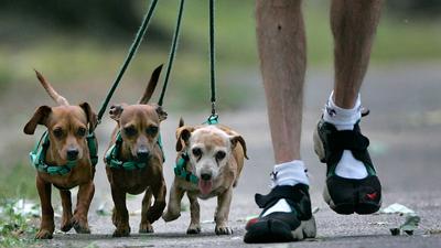 T閱讀/踏出輕快爪印 用爵士樂陪伴毛孩的散步時光