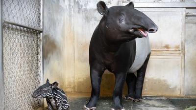 台北動物園喜迎新成員!馬來貘「Putri」誕下超萌女寶寶