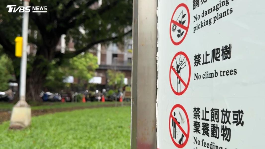 頭盔吊帶齊全懸掛樹上!3男稱備考攀樹師 無視禁令恐罰3千(圖/TVBS)