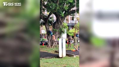 獨家/頭盔吊帶齊全懸掛樹上!3男稱備考攀樹師 無視禁令恐罰3千