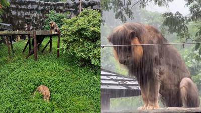 高雄連日暴雨下到萬獸之王「超哀怨」 壽山動物園說話了