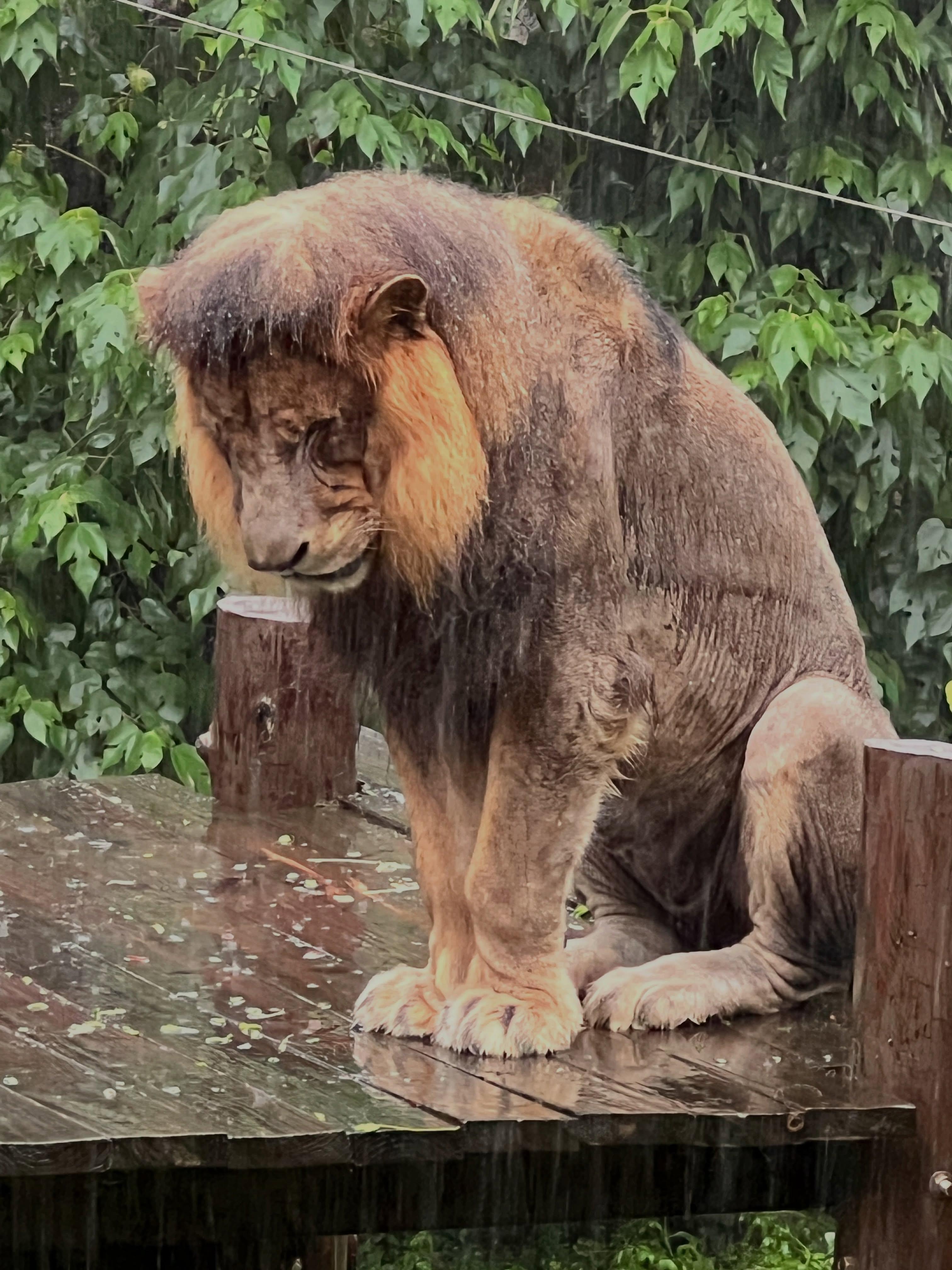 高雄暴雨