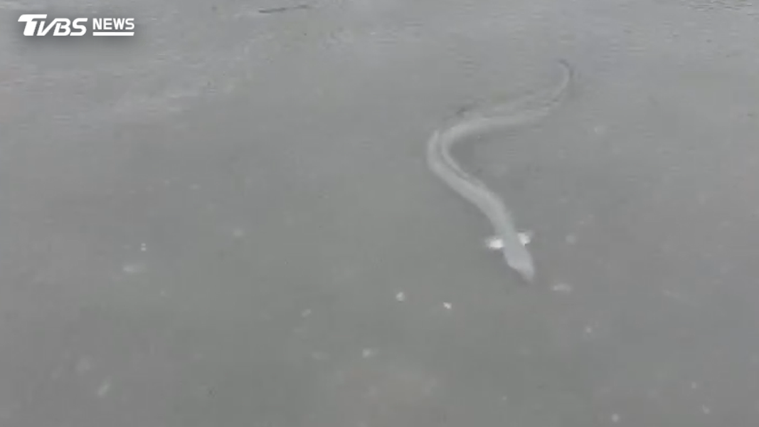 高雄茄萣有養殖戶到魚塭查看,當場傻眼,因為原本分開養殖的鰻魚,隨著大水「越獄」(圖/養殖戶提供)
