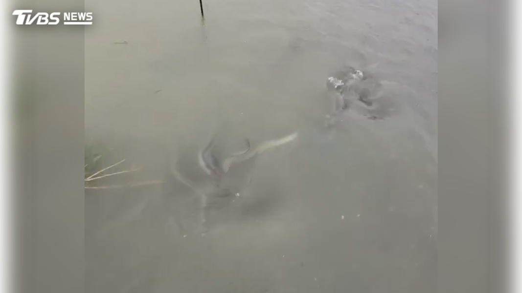 高雄茄萣的魚塭,裡面養的是高單價的鰻魚,原先是依大小分成四個魚塭在養殖,但強降雨一來,魚都混在一起了(圖/養殖戶提供)