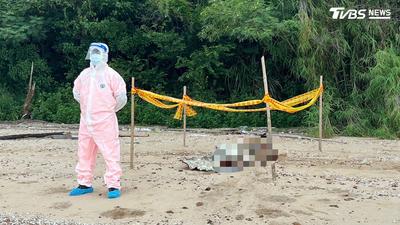金門拉警報!海漂死豬驗出非洲豬瘟 豬肉急停輸台至8/31
