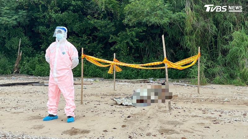 金門拉警報!海漂死豬驗出非洲豬瘟 豬肉急停輸台至8/31