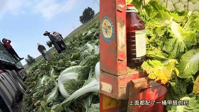 福馬林白菜恐流入台灣?醫示警「具強烈致癌性」:低濃度民眾難分辨