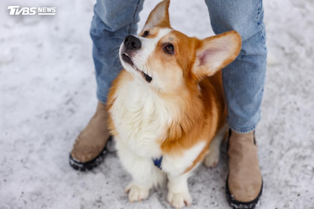 今日是國際狗狗日。(示意圖/shutterstock達志影像)