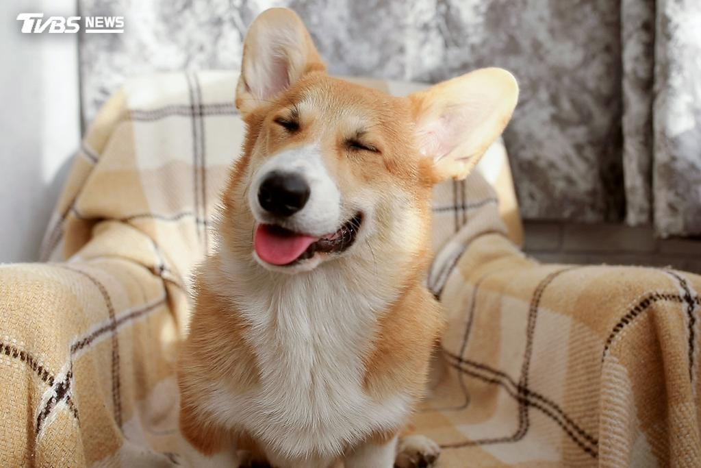 今日是國際狗狗日。(示意圖/shutterstock達志影像)