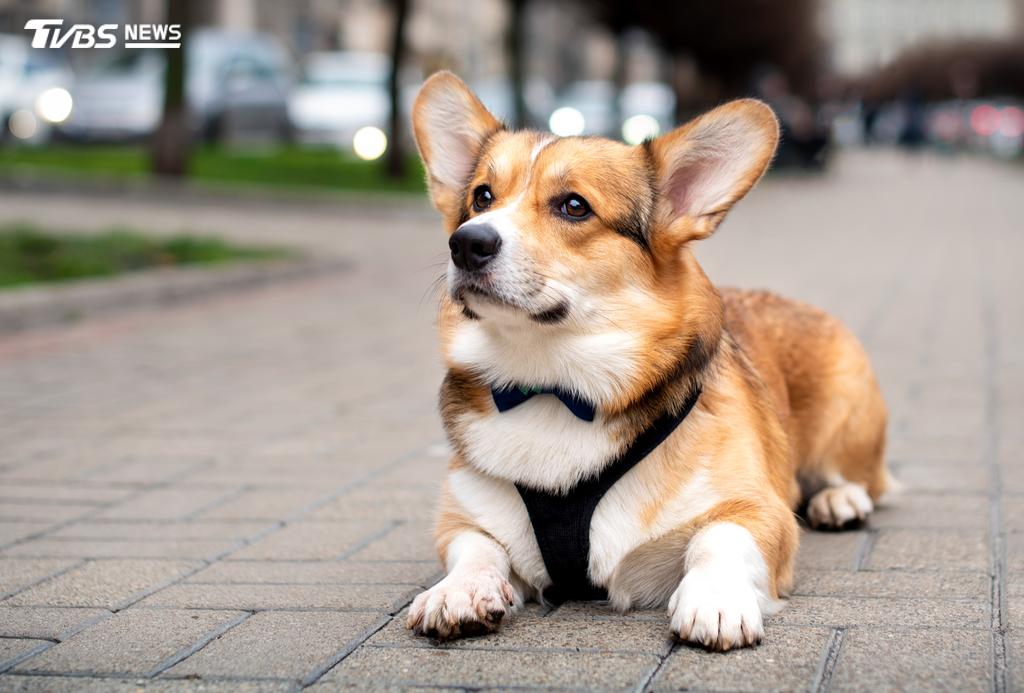 今日是國際狗狗日。(示意圖/shutterstock達志影像)