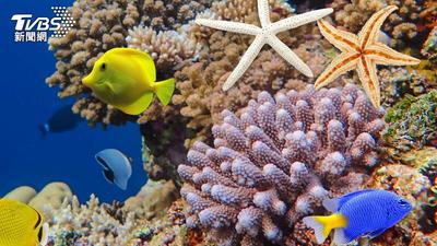 FOCUS全球新聞/海溫飆高釀危機!地中海魚群北漂 五十萬復育海草熱死