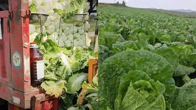 不只甲醛白菜!「5類食材」恐中標 專家示警:煮熟也洗不掉