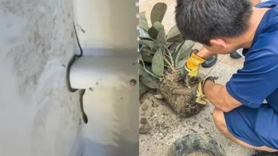 陸女網購盆栽18天爬出4條蛇!土裡還有蛇蛋嚇翻 賣家拒退款