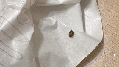 摩斯漢堡吃到活蝸牛!店家稱「只給餐券補償」 苦主崩潰:超噁