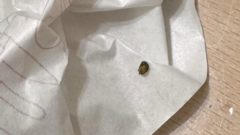 摩斯漢堡吃到活蝸牛!店家稱「只給餐券補償」 苦主崩潰:超噁