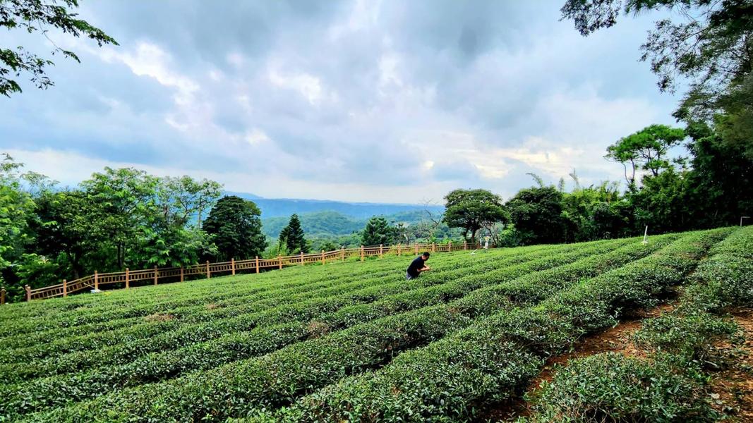 ▲東方美人茶好滋味從田間開始,茶農落實茶園管理,為好茶品質打下基礎。(圖/桃園市政府農業局提供)