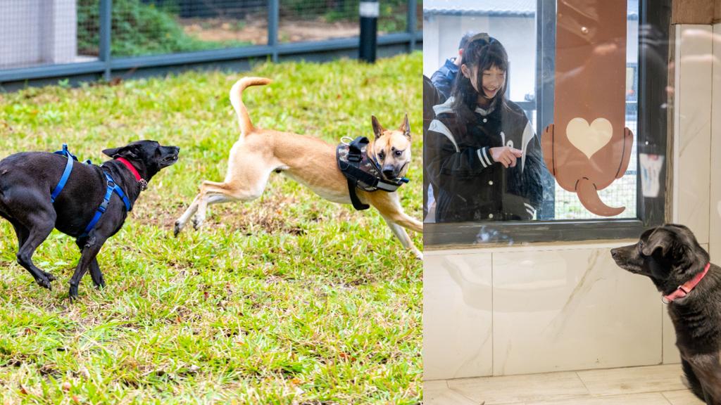 桃園的南昌動物保護教育園區是全台首座集結行政服務、醫療照護、認養推廣與生命教育於一體的綜合型動保園區。(圖/翻攝自桃園市政府)
