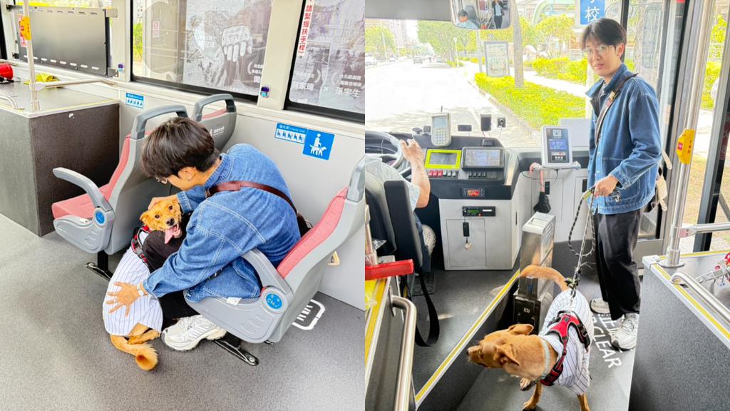 高雄市今年5月試辦「假日狗狗友善公車」,繫上牽繩的狗狗不需裝籠,就能和毛爸媽一起乘坐公車。(圖/翻攝自高雄市政府交通局)