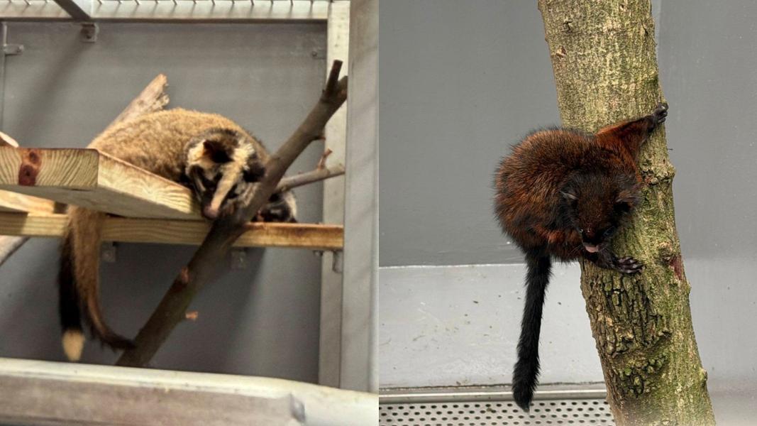 新北市推動非犬貓類寵物登記制度,設立貓友善示範區、野生動物救傷中心等動物福利措施。(圖/翻攝自新北市政府)