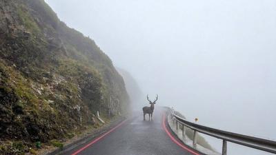 合歡山出現靈動山獸神!網友全暴動 意外釣出本尊照片