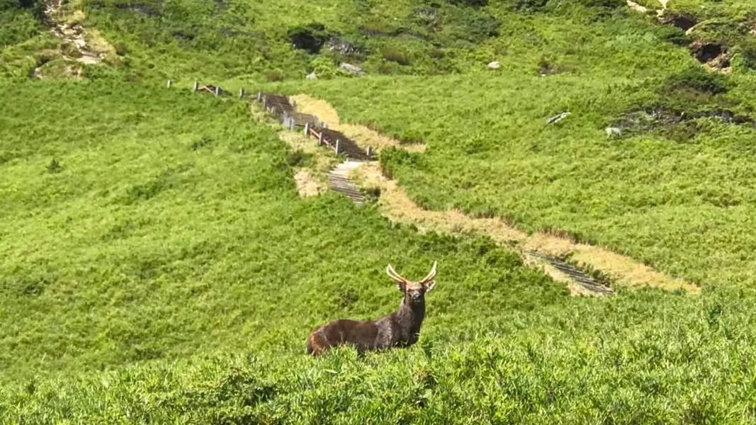 合歡山-南投-公鹿-山獸神