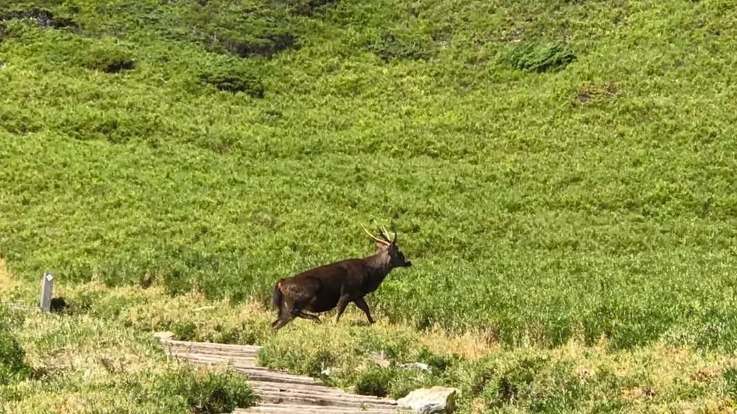 合歡山-南投-公鹿-山獸神