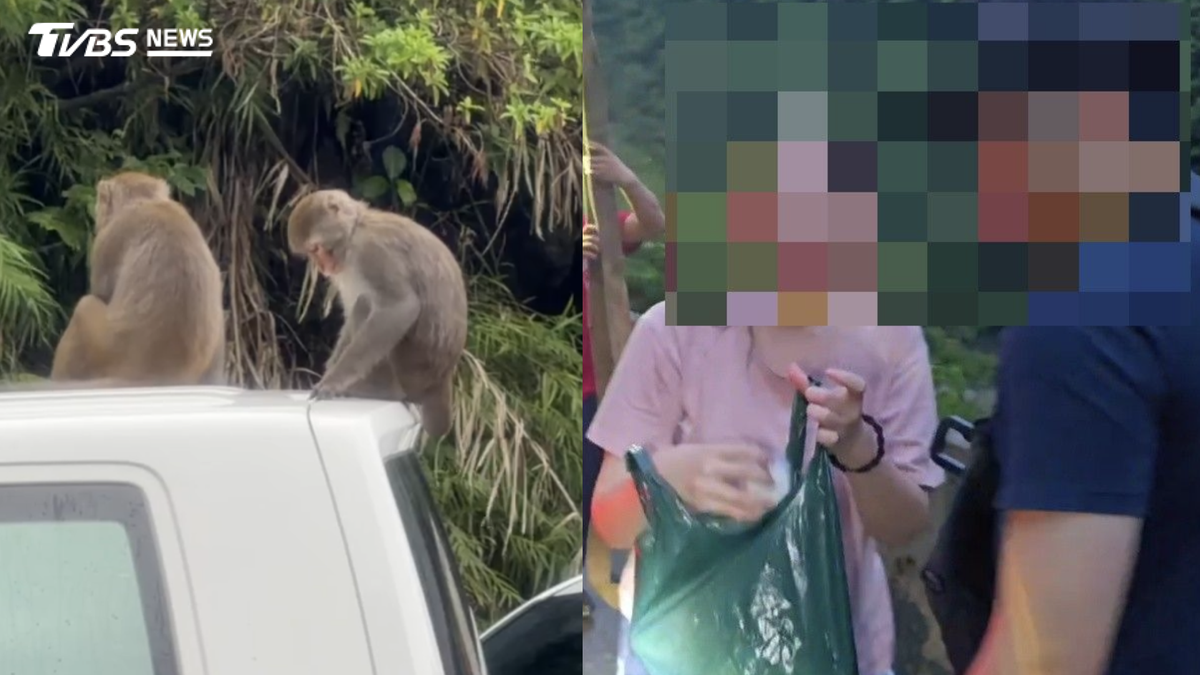 泰源幽谷爆獼猴搶劫!女遊客20萬助聽器被丟包 警出動吊車救援