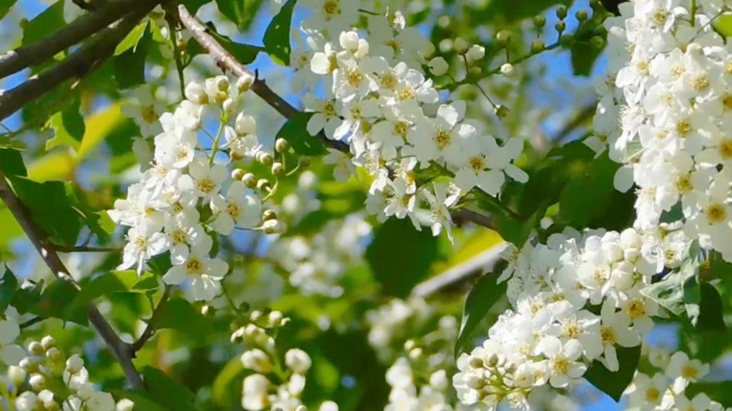 ▲土城桐花公園|雪白桐花飄落步道,迎向山林歲月靜好。(圖/新北市政府民政局)