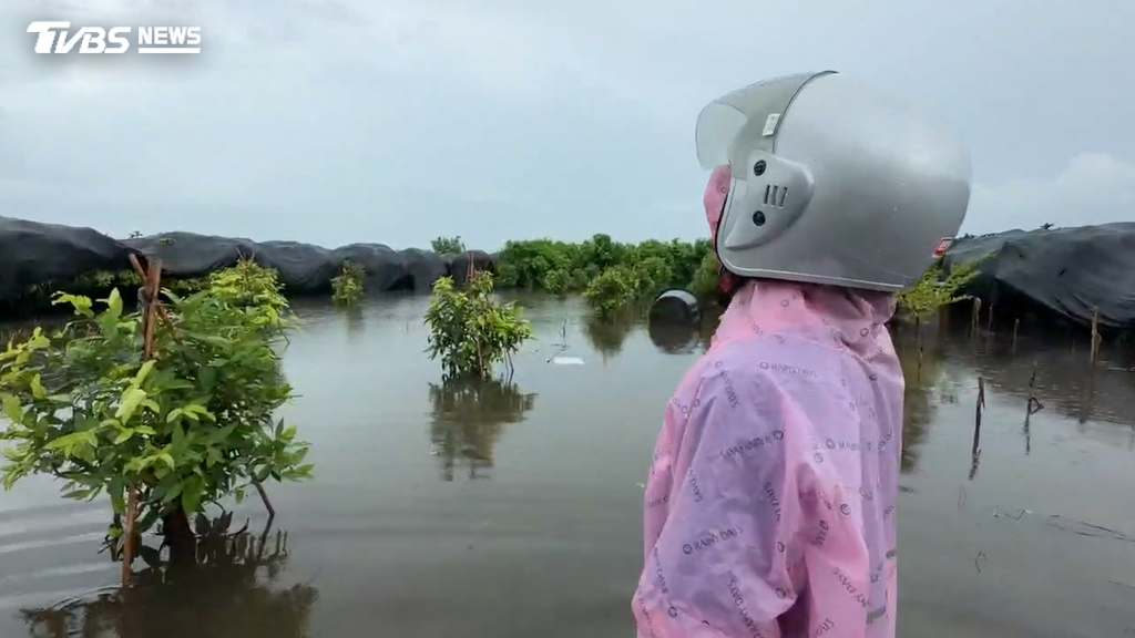 屏東強降雨淹成汪洋!蓮霧園泡水一週 農民嘆損失恐破百萬(圖/TVBS)