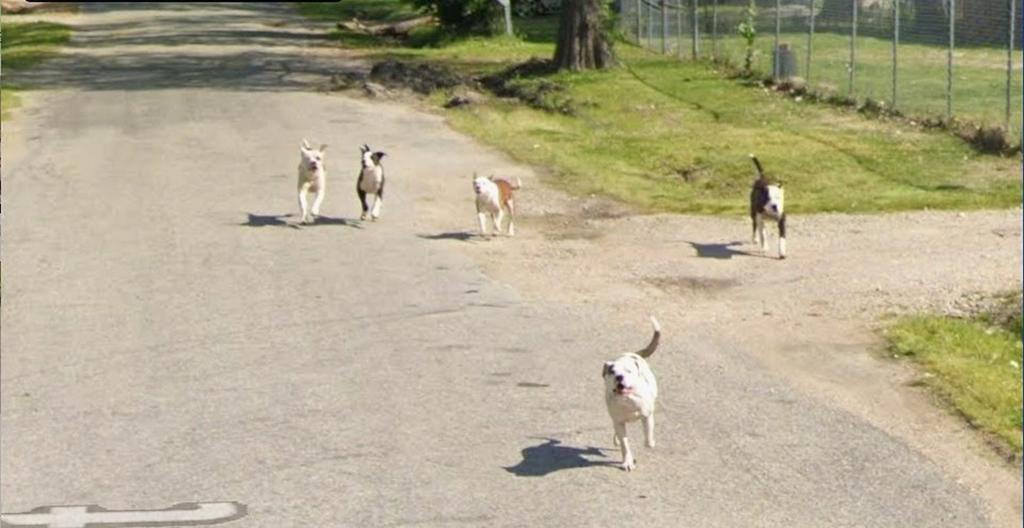流浪狗在追趕 Google 街景車(圖/翻攝自Googlemap)