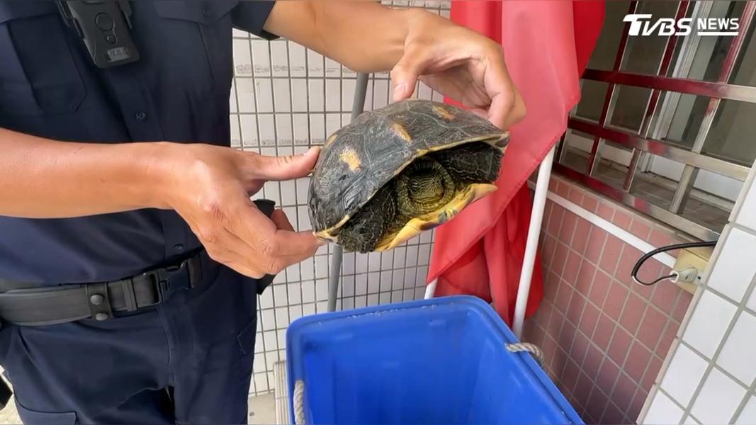 三名員警在昏暗的夜色中,費了一番功夫,成功抓回30多隻大小不一的烏龜。(圖/TVBS)